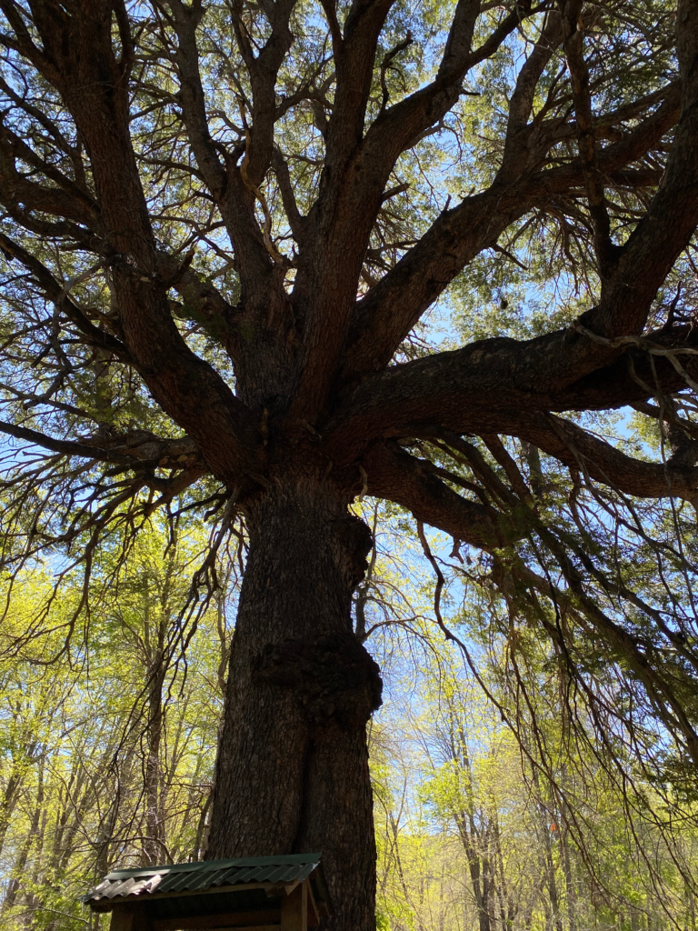 Big Trees in the Parque Inglés 