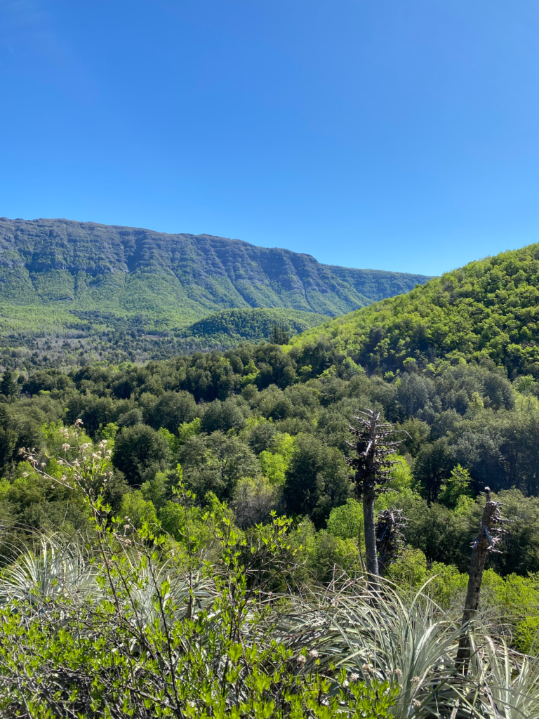 Forest Hikes in central Chile