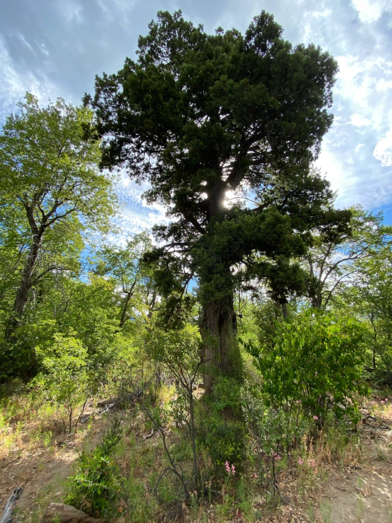 Big Tree in the forest of the Parque Inglés.