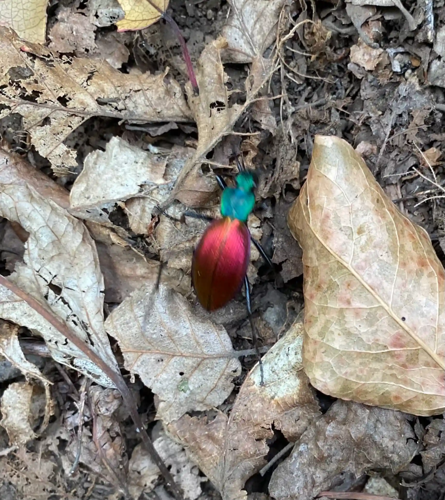 Colourful Chilean beetle in Parque Inglés