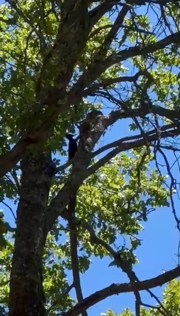 Woodpecker in Chile, Parque Inglés