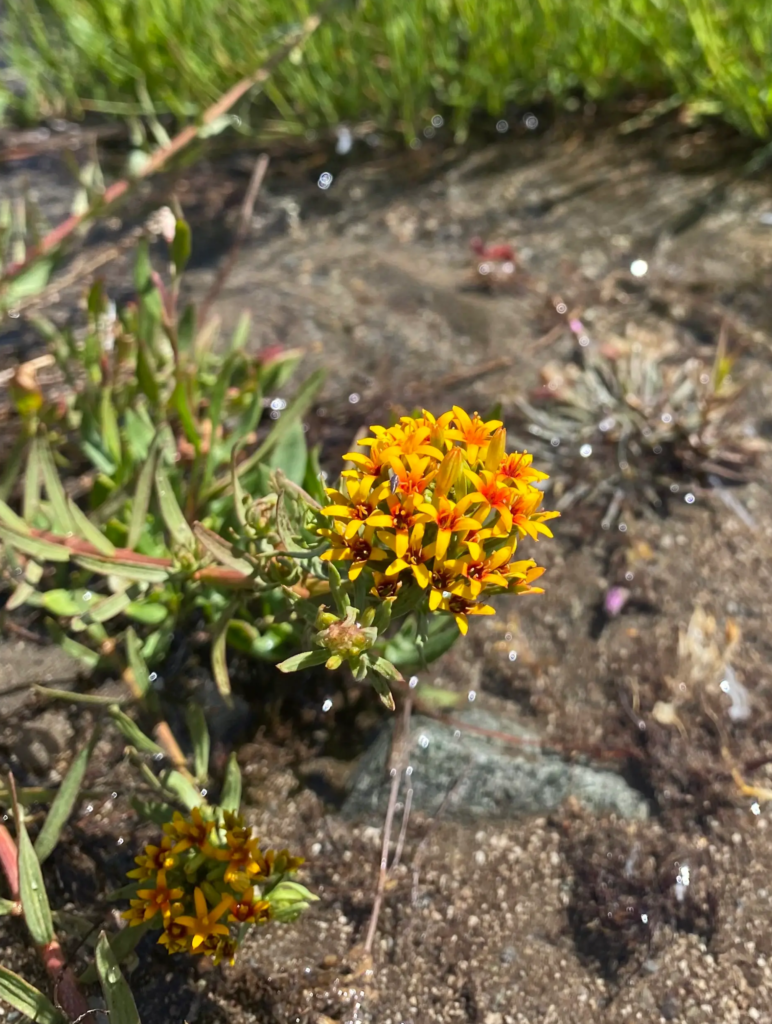 Yellow mountain flower in Chile