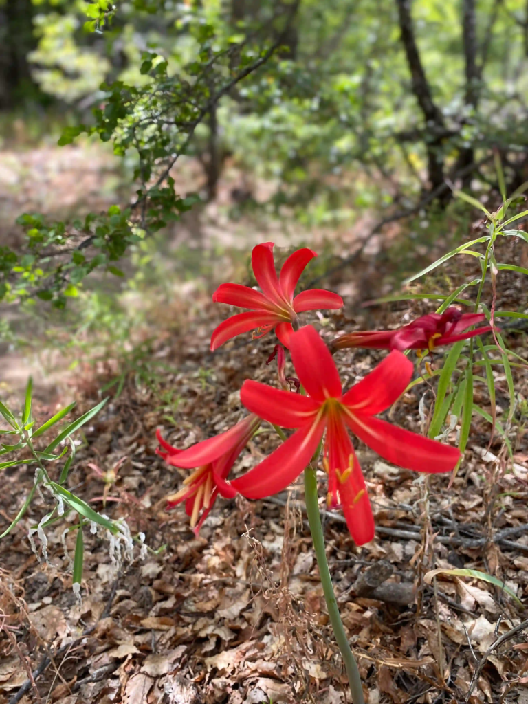 Red mountain flowers in Chile
